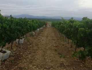  i nostri vigneti 